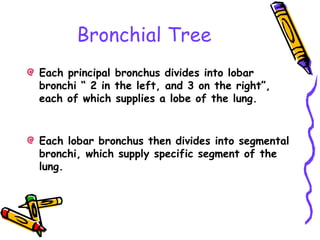 Bronchial Tree
Each principal bronchus divides into lobar
bronchi “ 2 in the left, and 3 on the right”,
each of which supplies a lobe of the lung.
Each lobar bronchus then divides into segmental
bronchi, which supply specific segment of the
lung.
 