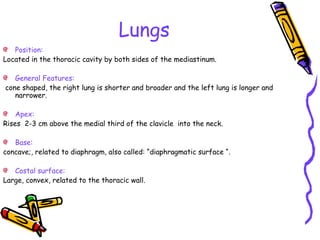 Lungs
Position:
Located in the thoracic cavity by both sides of the mediastinum.
General Features:
cone shaped, the right lung is shorter and broader and the left lung is longer and
narrower.
Apex:
Rises 2-3 cm above the medial third of the clavicle into the neck.
Base:
concave;, related to diaphragm, also called: “diaphragmatic surface “.
Costal surface:
Large, convex, related to the thoracic wall.
 