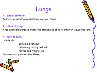 Lungs
Medial surface:
Concave, related to mediastinum and vertebrae.
Hilum of Lung:
Area on medial surface where the structures of root enter or leaves the lung.
Root of Lung:
contents:
principal bronchus
pulomanry artery and vein
nerves and lymphatics
Surrounded by connective tissue.
 