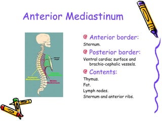 Anterior Mediastinum
Anterior border:
Sternum.
Posterior border:
Ventral cardiac surface and
brachio-cephalic vessels.
Contents:
Thymus.
Fat.
Lymph nodes.
Sternum and anterior ribs.
 