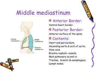 Middle mediastinum
Anterior Border:
Ventral heart border.
Posterior Border:
Anterior surface of the spine.
Contents:
Heart and pericarduim.
Ascending aorta & arch of aorta.
Vena cava.
Brachio-cephalic vessels.
Main pulmonary aa.and vv.
Trachea, bronch i& oesophagous.
Lymph nodes.
 