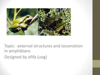 Topic: external structures and locomotion
in amphibians
Designed by afifa (uog)
 