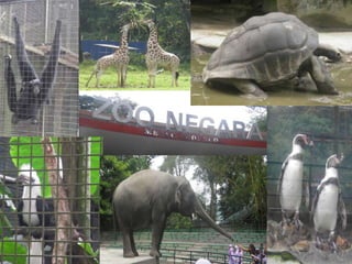 Zoo Negara 2013