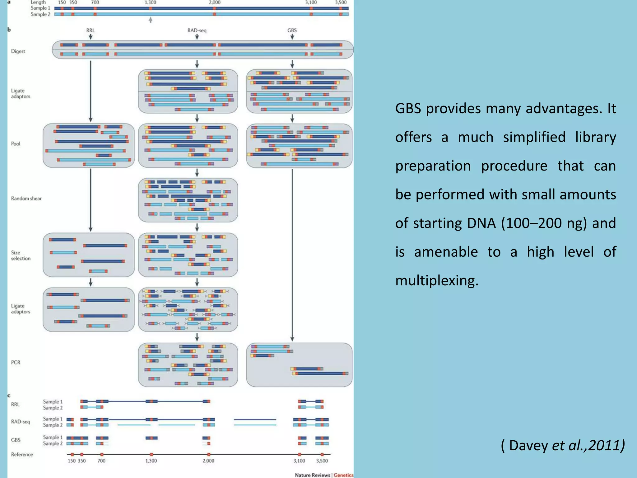 ( Davey et al.,2011)
GBS provides many advantages. It
offers a much simplified library
preparation procedure that can
be performed with small amounts
of starting DNA (100–200 ng) and
is amenable to a high level of
multiplexing.
 