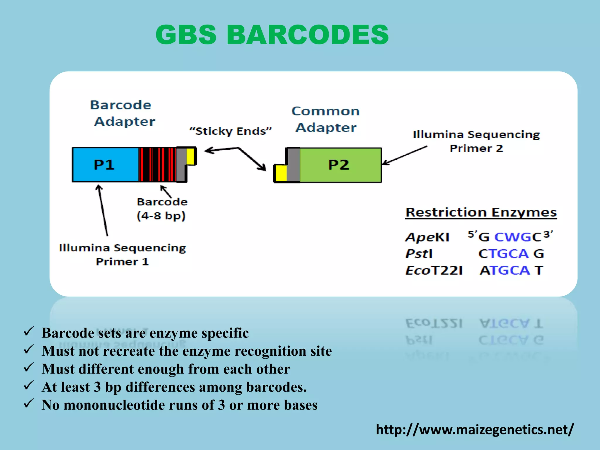 GBS BARCODES
 Barcode sets are enzyme specific
 Must not recreate the enzyme recognition site
 Must different enough from each other
 At least 3 bp differences among barcodes.
 No mononucleotide runs of 3 or more bases
http://www.maizegenetics.net/
 
