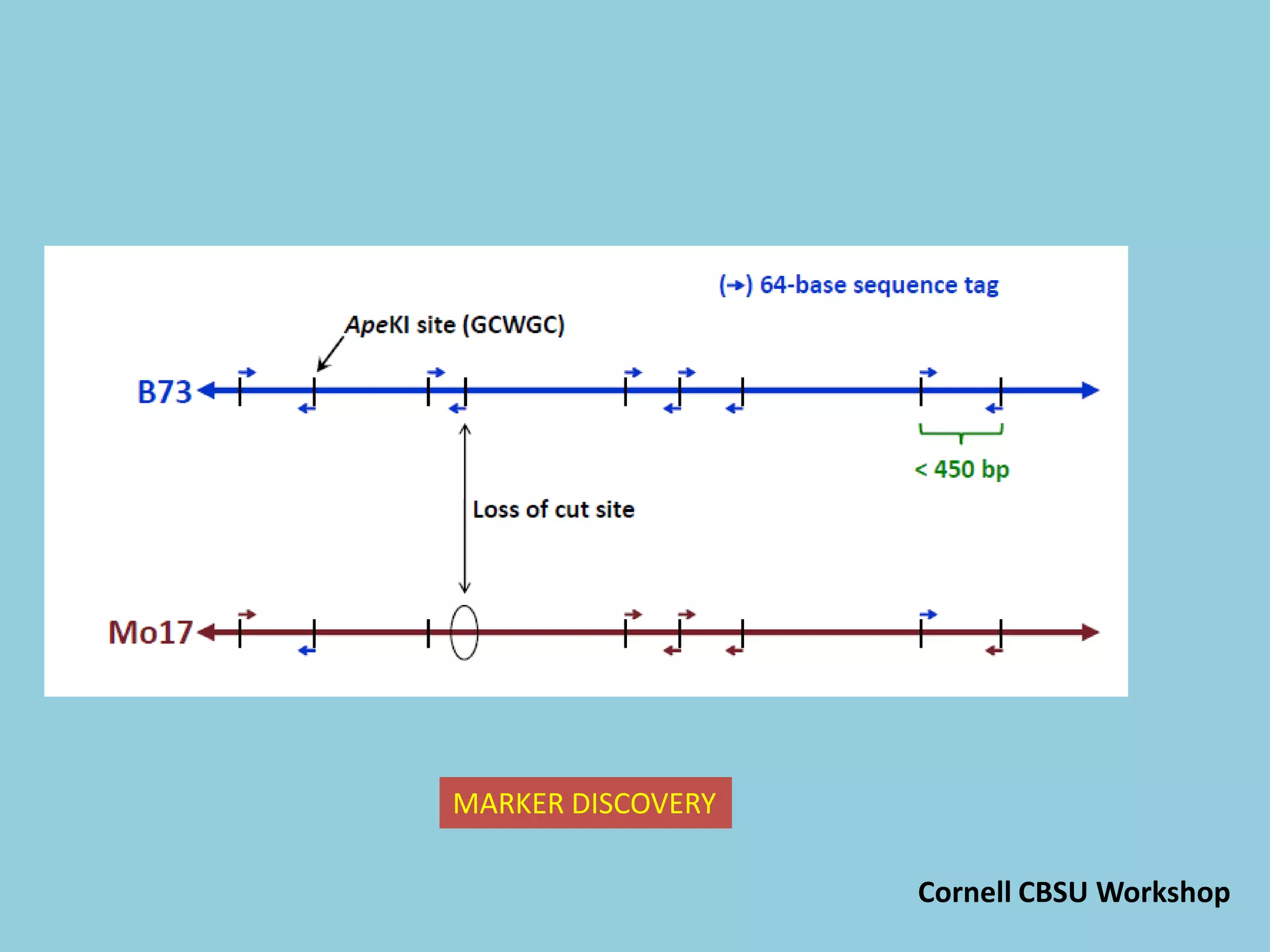 MARKER DISCOVERY
Cornell CBSU Workshop
 