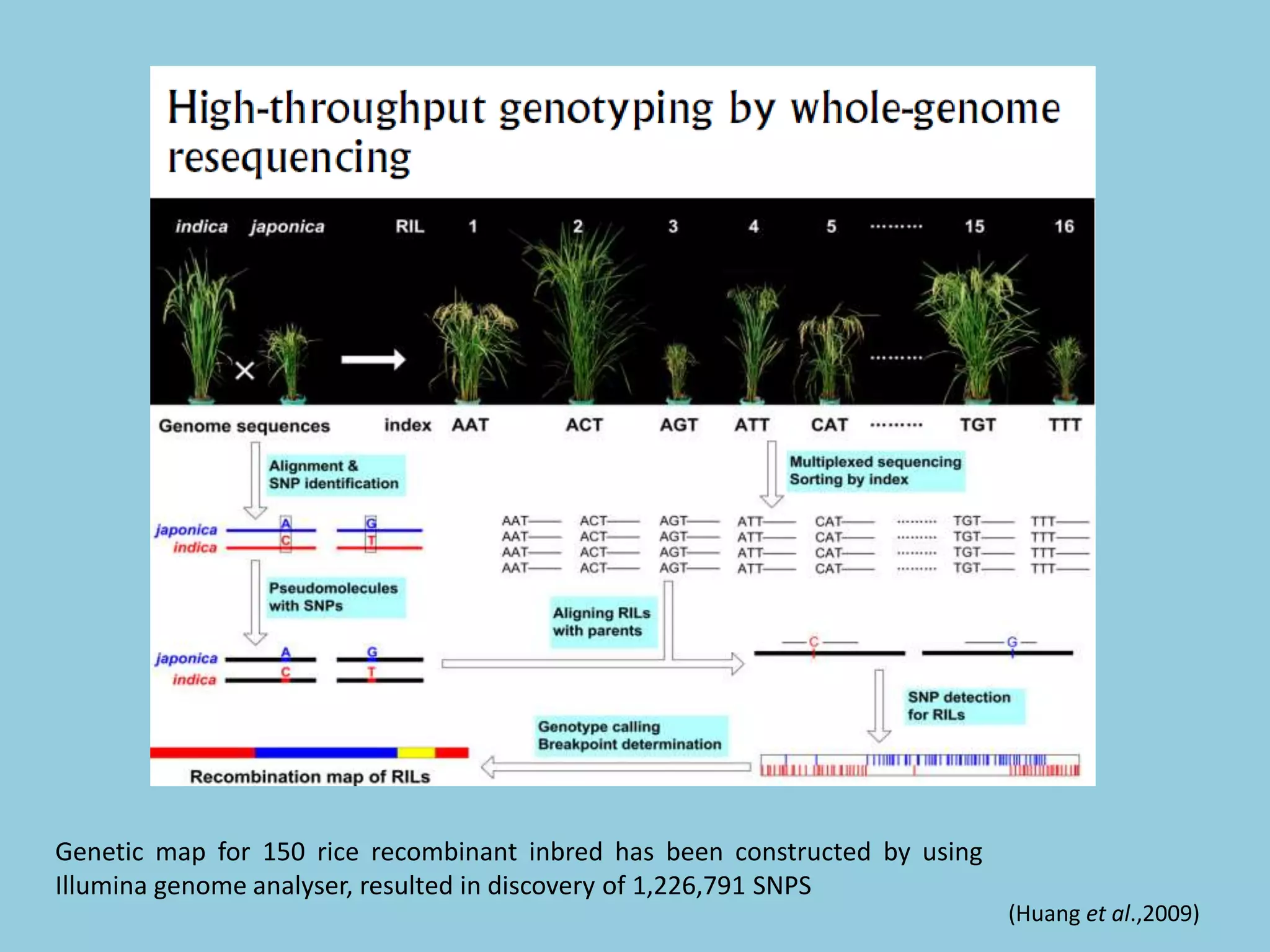 (Huang et al.,2009)
Genetic map for 150 rice recombinant inbred has been constructed by using
Illumina genome analyser, resulted in discovery of 1,226,791 SNPS
 