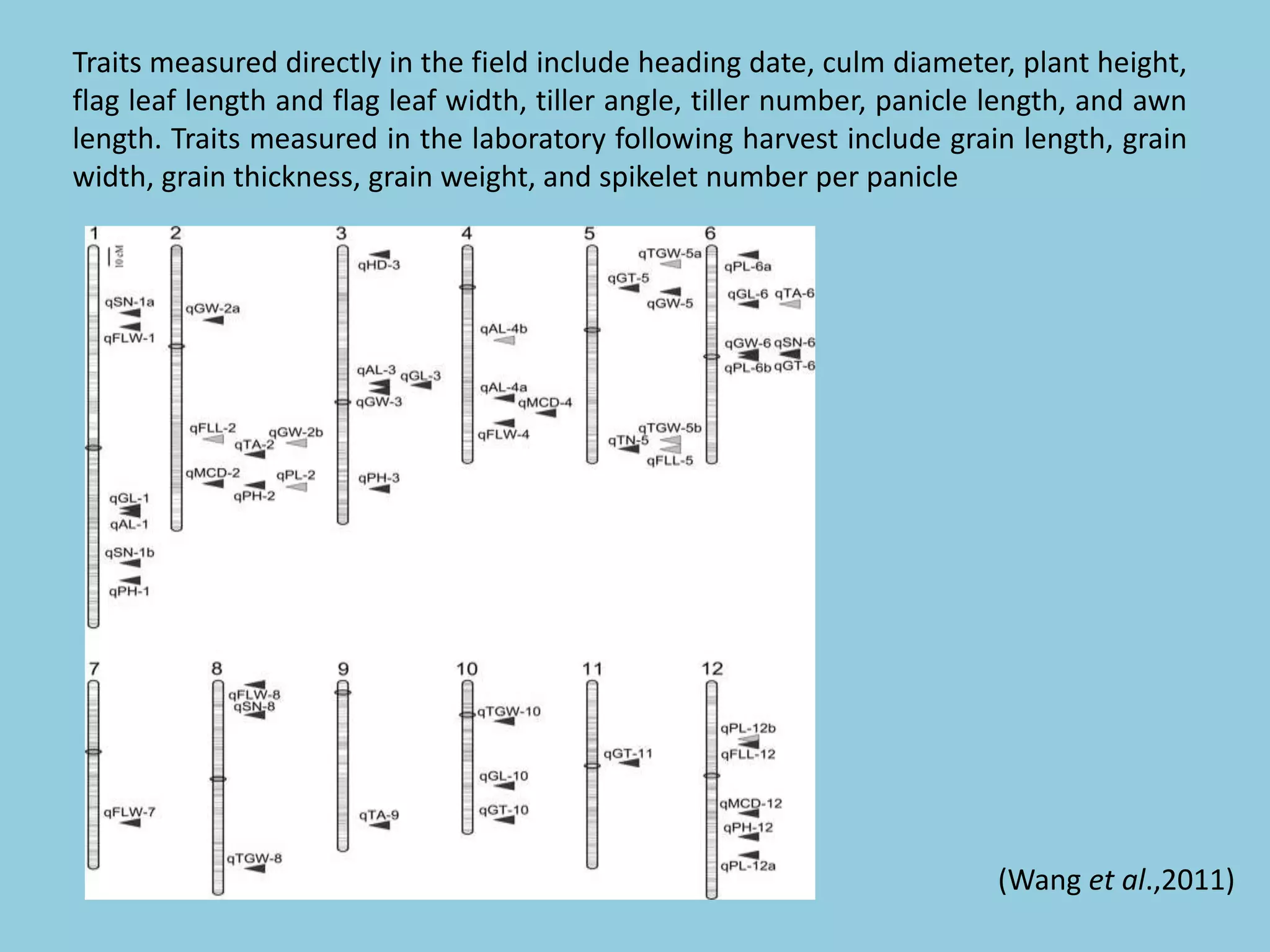 Traits measured directly in the field include heading date, culm diameter, plant height,
flag leaf length and flag leaf width, tiller angle, tiller number, panicle length, and awn
length. Traits measured in the laboratory following harvest include grain length, grain
width, grain thickness, grain weight, and spikelet number per panicle
(Wang et al.,2011)
 