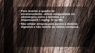 • Para reverter o quadro de
envenenamento, utilizar antagonistas α2-
adrenérgico,como a Ioimbina e o
Atipemazol(0,1 mg/kg, IV ou IM).
• Não utilizar atropina,pois agrava a distonia
digestiva e não reverte os efeitos cardíacos.
 