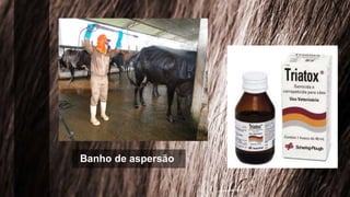 Banho de aspersão.
 