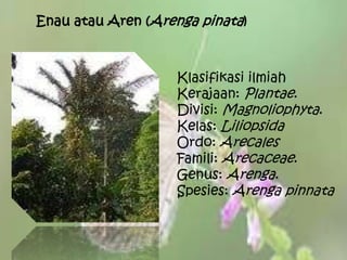 Enau atau Aren (Arenga pinata)
Klasifikasi ilmiah
Kerajaan: Plantae.
Divisi: Magnoliophyta.
Kelas: Liliopsida
Ordo: Arecales
Famili: Arecaceae.
Genus: Arenga.
Spesies: Arenga pinnata
 