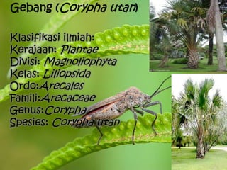 Gebang (Corypha utan)
Klasifikasi ilmiah:
Kerajaan: Plantae
Divisi: Magnoliophyta
Kelas: Liliopsida
Ordo:Arecales
Famili:Arecaceae
Genus:Corypha
Spesies: Corypha utan
 