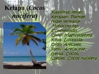 Kelapa (Cocos
nucifera)
Klasifikasi ilmiah:
Kerajaan: Plantae;
(tidak termasuk
Monocots dan
Commelinids);
Divisi: Magnoliophyta.
Kelas: Liliopsida;
Ordo: Arecales;
Famili: Arecaceae;
Genus: Cocos;
Spesies: Cocos nucifera.
 