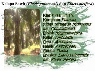 Kelapa Sawit (Elaeis guineensis dan Elaeis oleifera)
Klasifikasi ilmiah:
Kerajaan: Plantae;
(tidak termasuk Monocots
dan Commelinids);
Divisi: Magnoliophyta.
Kelas: Liliopsida;
Ordo: Arecales;
Famili: Arecaceae;
Genus: Elaeis;
Spesies: Elaeis guineensis
dan Elaeis oleifera
 