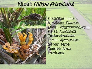 Nipah (Nypa fruticans)
Klasifikasi ilmiah:
Kerajaan: Plantae
Divisi: Magnoliophyta
Kelas: Liliopsida
Ordo: Arecales
Famili: Arecaceae
Genus: Nypa
Spesies: Nypa
fruticans
 