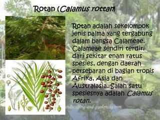 Rotan (Calamus rottan)
Rotan adalah sekelompok
jenis palma yang tergabung
dalam bangsa Calameae.
Calameae sendiri terdiri
dari sekitar enam ratus
spesies, dengan daerah
persebaran di bagian tropis
Afrika, Asia dan
Australasia. Salah satu
spesiesnya adalah Calamus
rotan.
 