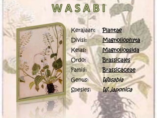 Kerajaan: Plantae
Divisi: Magnoliophyta
Kelas: Magnoliopsida
Ordo: Brassicales
Famili: Brassicaceae
Genus: Wasabia
Spesies: W. japonica
 