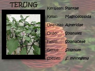 Kerajaan: Plantae
Kelas: Magnoliopsida
Upakelas: Asteridae
Ordo: Solanales
Famili: Solanaceae
Genus: Solanum
Spesies: S. melongena
TERUNG
 