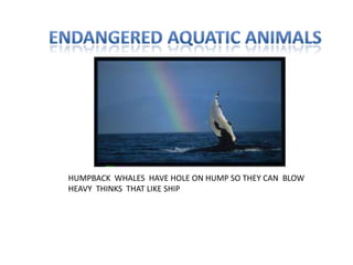 HUMPBACK WHALES HAVE HOLE ON HUMP SO THEY CAN BLOW
HEAVY THINKS THAT LIKE SHIP
 
