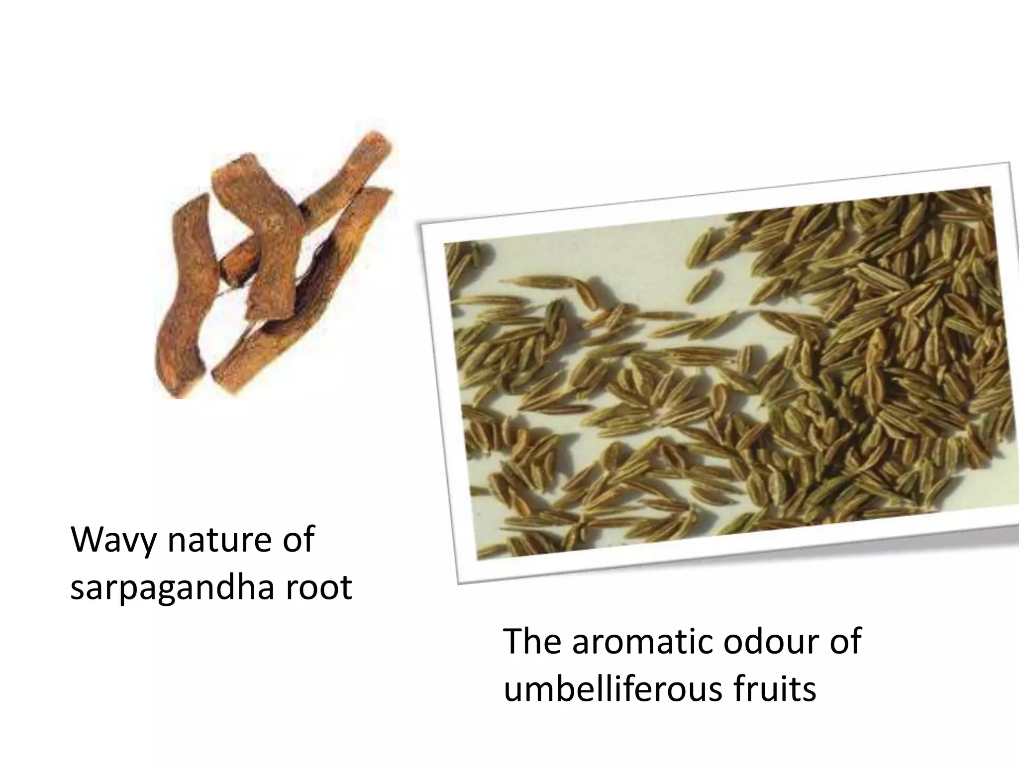 Wavy nature of
sarpagandha root
The aromatic odour of
umbelliferous fruits
 