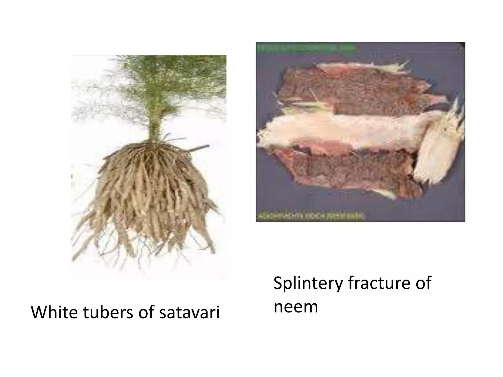 White tubers of satavari
Splintery fracture of
neem
 