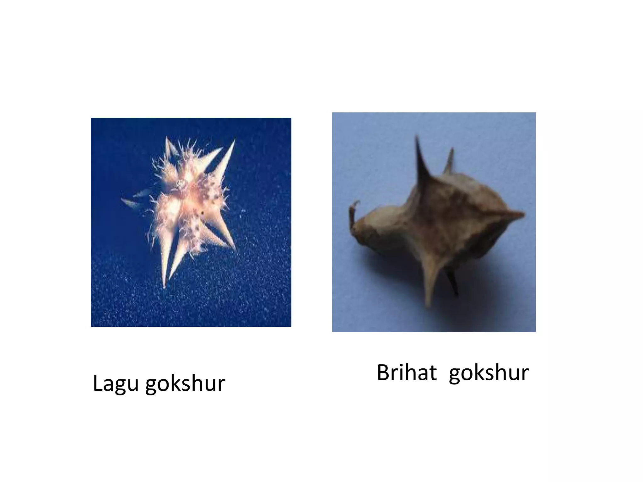 Lagu gokshur Brihat gokshur
 