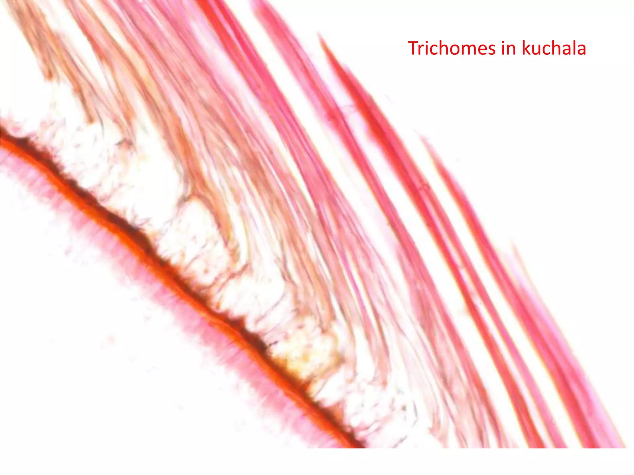 Trichomes in kuchala
 