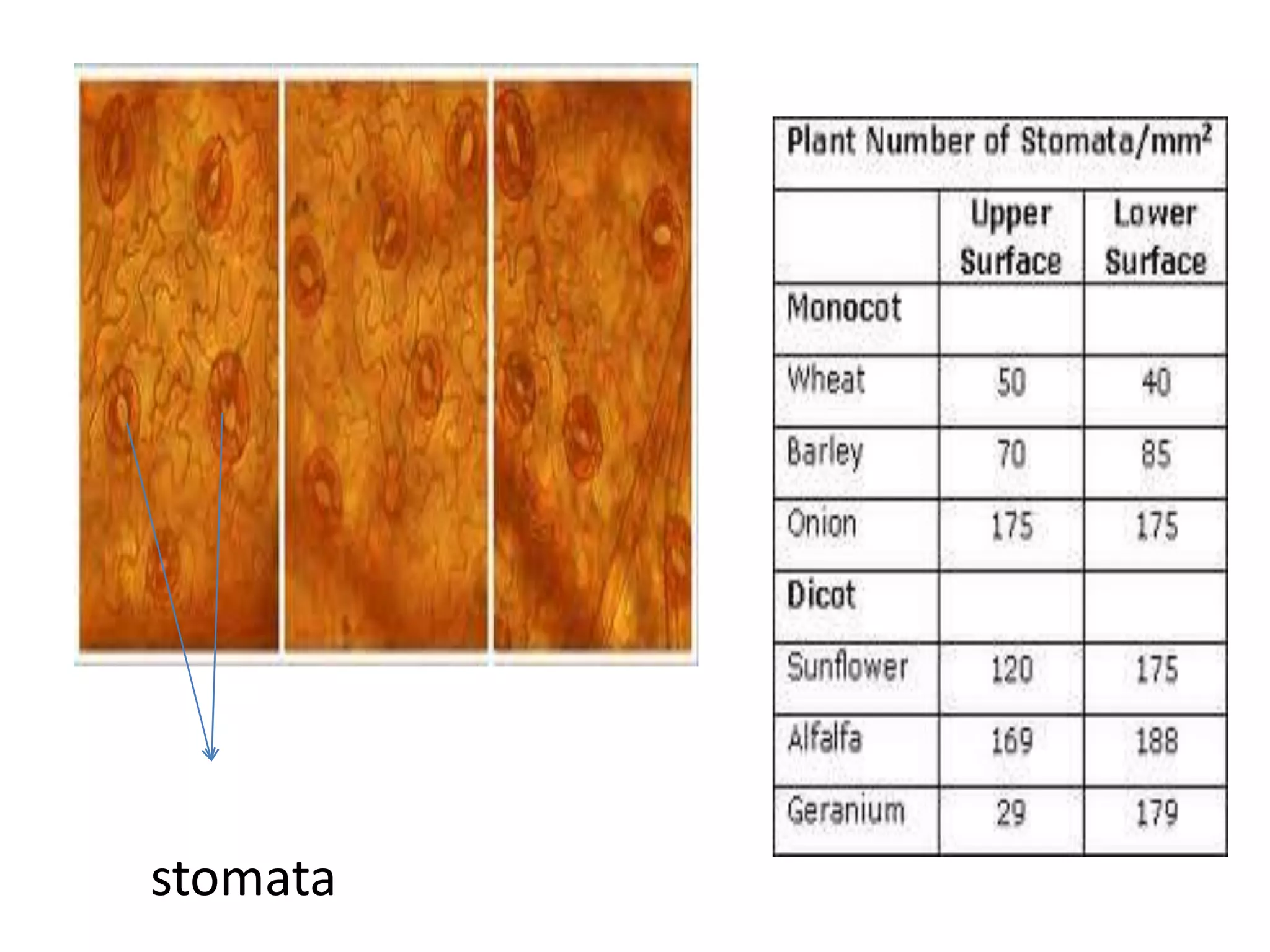 stomata
 