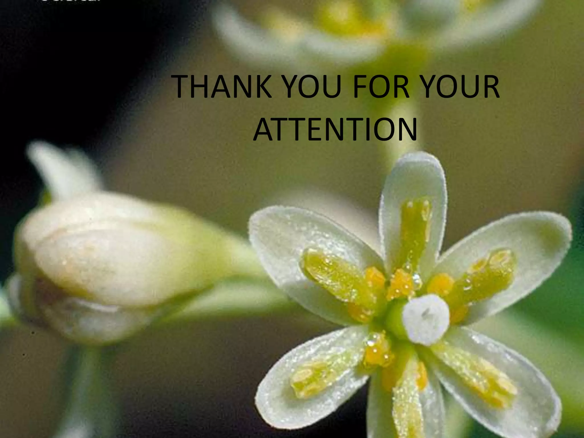 THANK YOU FOR YOUR
ATTENTION
 