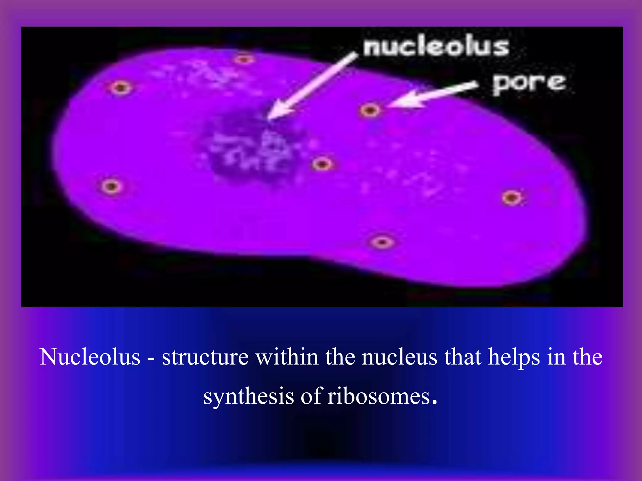 Nucleolus - structure within the nucleus that helps in the
synthesis of ribosomes.
 
