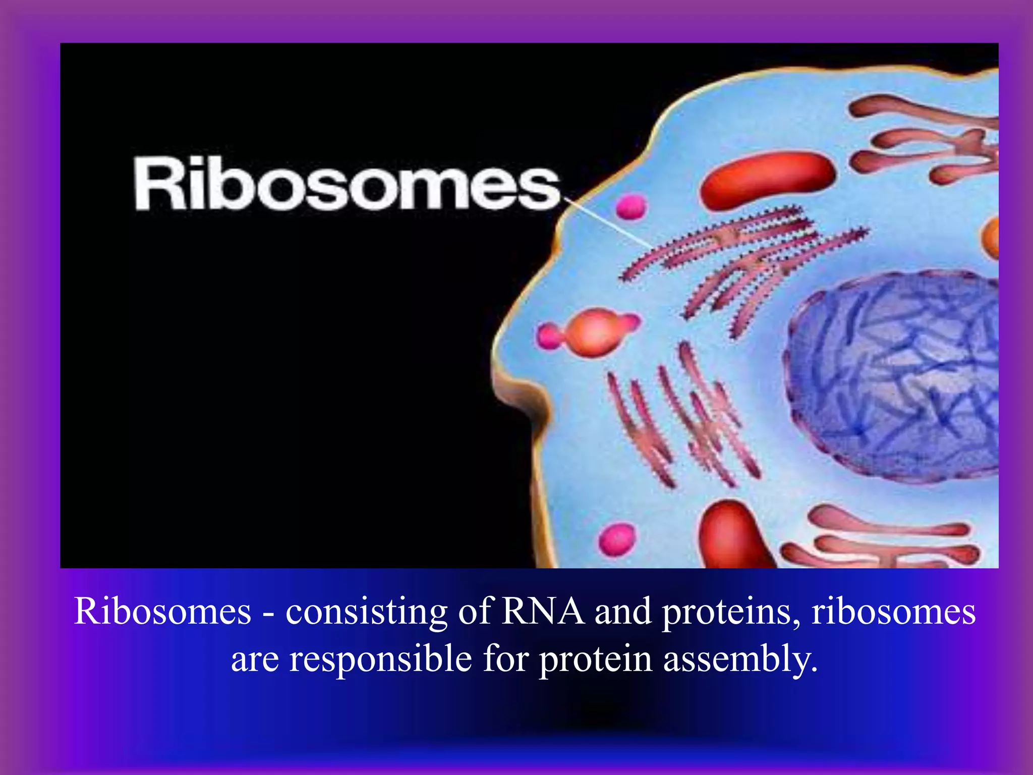 Ribosomes - consisting of RNA and proteins, ribosomes
are responsible for protein assembly.
 