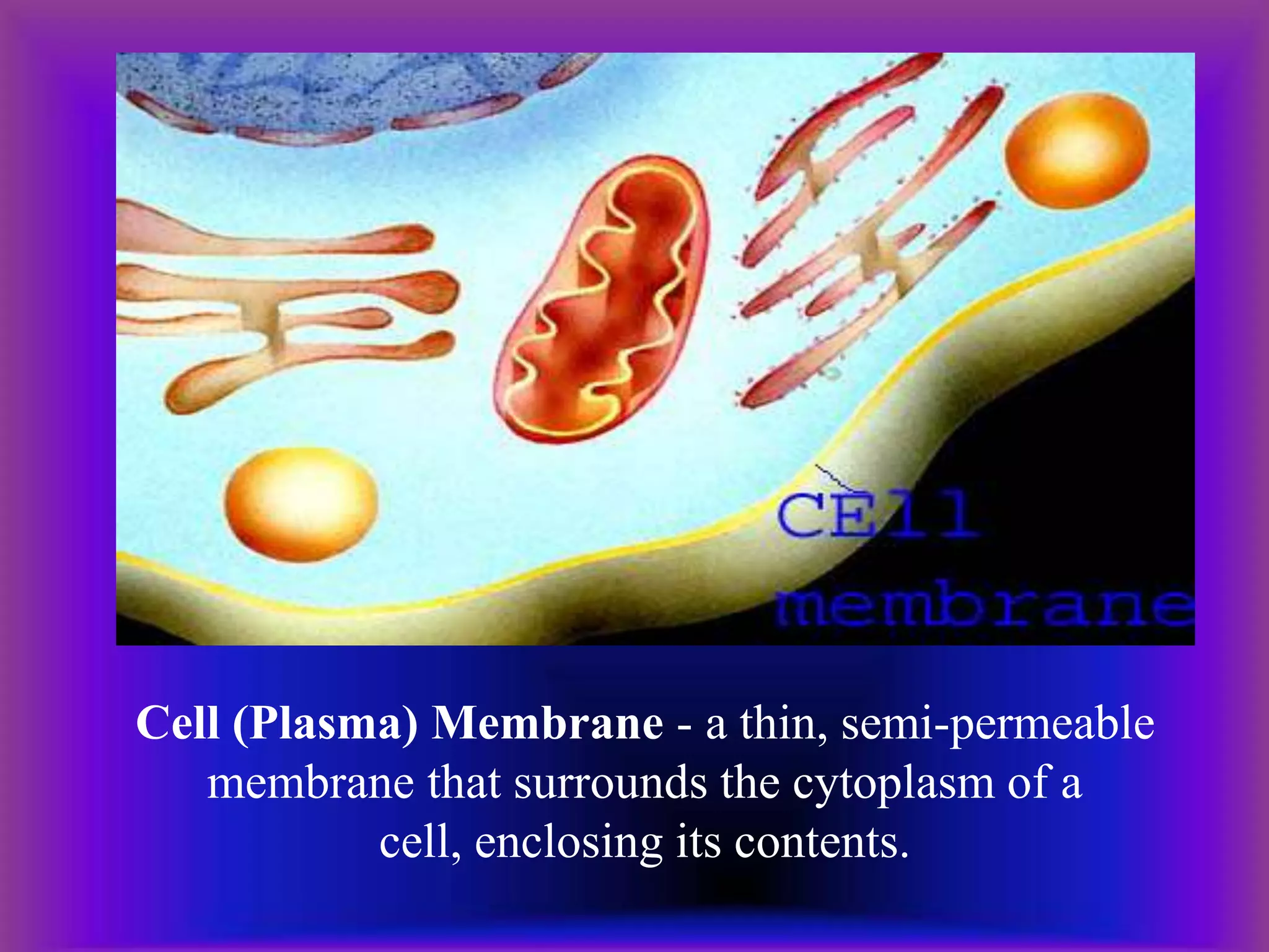 Cell (Plasma) Membrane - a thin, semi-permeable
membrane that surrounds the cytoplasm of a
cell, enclosing its contents.
 