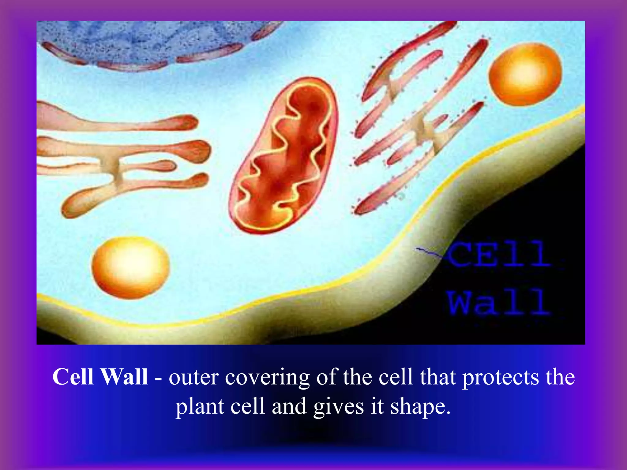Cell Wall - outer covering of the cell that protects the
plant cell and gives it shape.
 