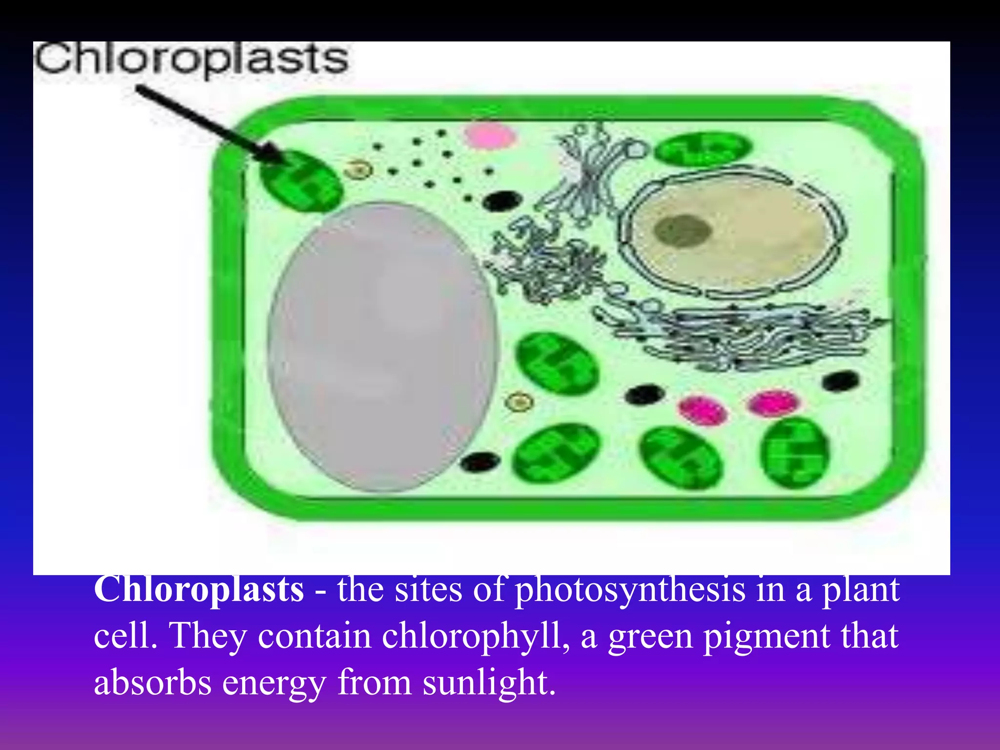 Chloroplasts - the sites of photosynthesis in a plant
cell. They contain chlorophyll, a green pigment that
absorbs energy from sunlight.
 