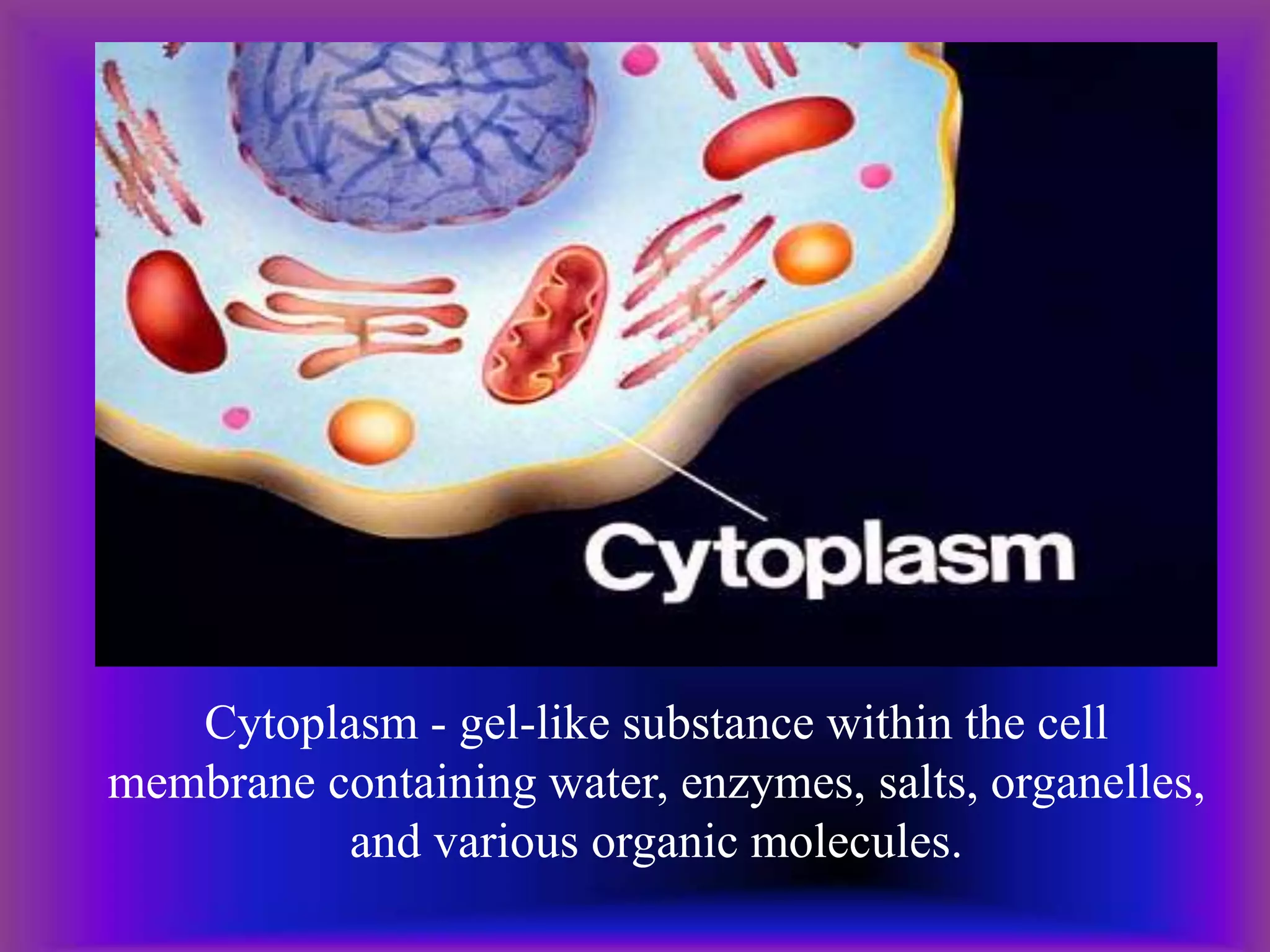 Cytoplasm - gel-like substance within the cell
membrane containing water, enzymes, salts, organelles,
and various organic molecules.
 
