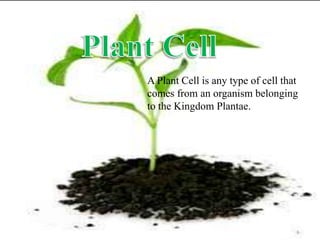 A Plant Cell is any type of cell that
comes from an organism belonging
to the Kingdom Plantae.
 