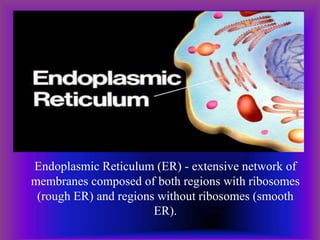 Endoplasmic Reticulum (ER) - extensive network of
membranes composed of both regions with ribosomes
(rough ER) and regions without ribosomes (smooth
ER).
 