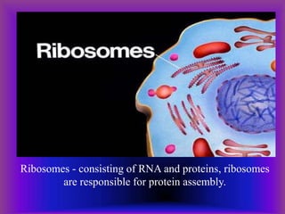 Ribosomes - consisting of RNA and proteins, ribosomes
are responsible for protein assembly.
 