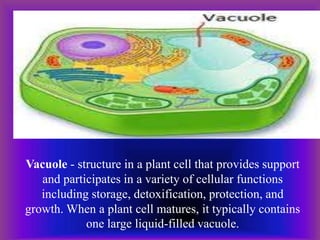 Vacuole - structure in a plant cell that provides support
and participates in a variety of cellular functions
including storage, detoxification, protection, and
growth. When a plant cell matures, it typically contains
one large liquid-filled vacuole.
 