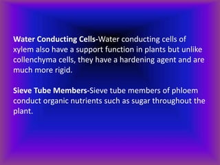 Water Conducting Cells-Water conducting cells of
xylem also have a support function in plants but unlike
collenchyma cells, they have a hardening agent and are
much more rigid.
Sieve Tube Members-Sieve tube members of phloem
conduct organic nutrients such as sugar throughout the
plant.
 