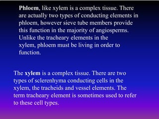 Phloem, like xylem is a complex tissue. There
are actually two types of conducting elements in
phloem, however sieve tube members provide
this function in the majority of angiosperms.
Unlike the tracheary elements in the
xylem, phloem must be living in order to
function.
The xylem is a complex tissue. There are two
types of sclerenhyma conducting cells in the
xylem, the tracheids and vessel elements. The
term tracheary element is sometimes used to refer
to these cell types.
 