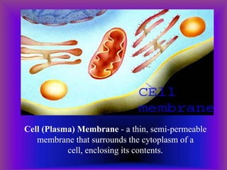 Cell (Plasma) Membrane - a thin, semi-permeable
membrane that surrounds the cytoplasm of a
cell, enclosing its contents.
 