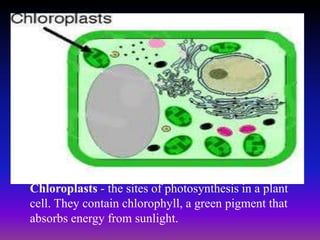 Chloroplasts - the sites of photosynthesis in a plant
cell. They contain chlorophyll, a green pigment that
absorbs energy from sunlight.
 