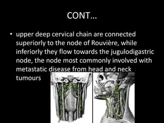 CONT…
• upper deep cervical chain are connected
superiorly to the node of Rouvière, while
inferiorly they flow towards the jugulodigastric
node, the node most commonly involved with
metastatic disease from head and neck
tumours
 