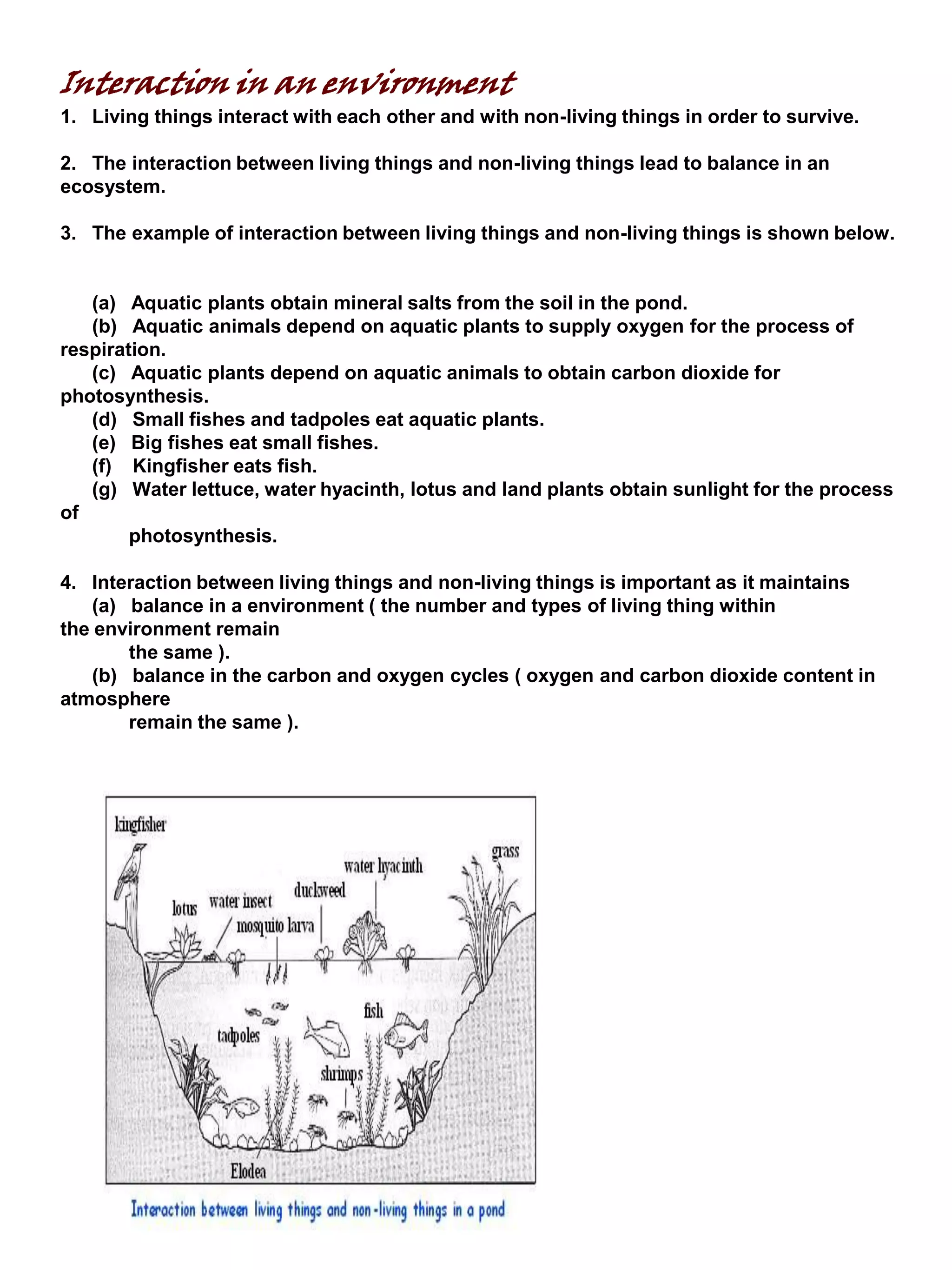 Interaction in an environment
1. Living things interact with each other and with non-living things in order to survive.
2. The interaction between living things and non-living things lead to balance in an
ecosystem.
3. The example of interaction between living things and non-living things is shown below.
(a) Aquatic plants obtain mineral salts from the soil in the pond.
(b) Aquatic animals depend on aquatic plants to supply oxygen for the process of
respiration.
(c) Aquatic plants depend on aquatic animals to obtain carbon dioxide for
photosynthesis.
(d) Small fishes and tadpoles eat aquatic plants.
(e) Big fishes eat small fishes.
(f) Kingfisher eats fish.
(g) Water lettuce, water hyacinth, lotus and land plants obtain sunlight for the process
of
photosynthesis.
4. Interaction between living things and non-living things is important as it maintains
(a) balance in a environment ( the number and types of living thing within
the environment remain
the same ).
(b) balance in the carbon and oxygen cycles ( oxygen and carbon dioxide content in
atmosphere
remain the same ).
 