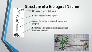 Sec 2: ANN 6
Dendrites: Accepts Inputs
Soma: Processes the Inputs
Axon: Turns the processed inputs into
outputs
Synapses: ...