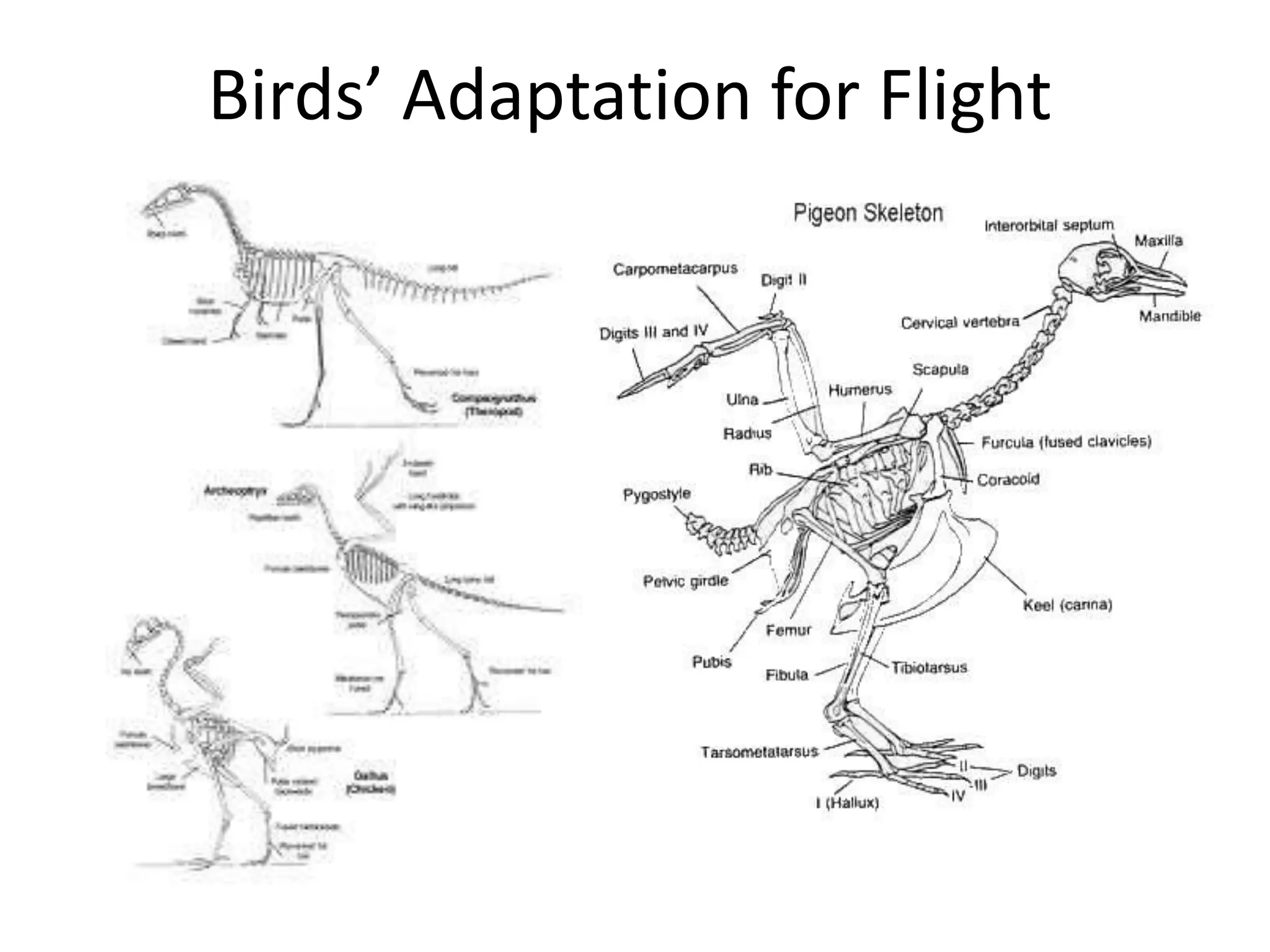 Birds’ Adaptation for Flight
 