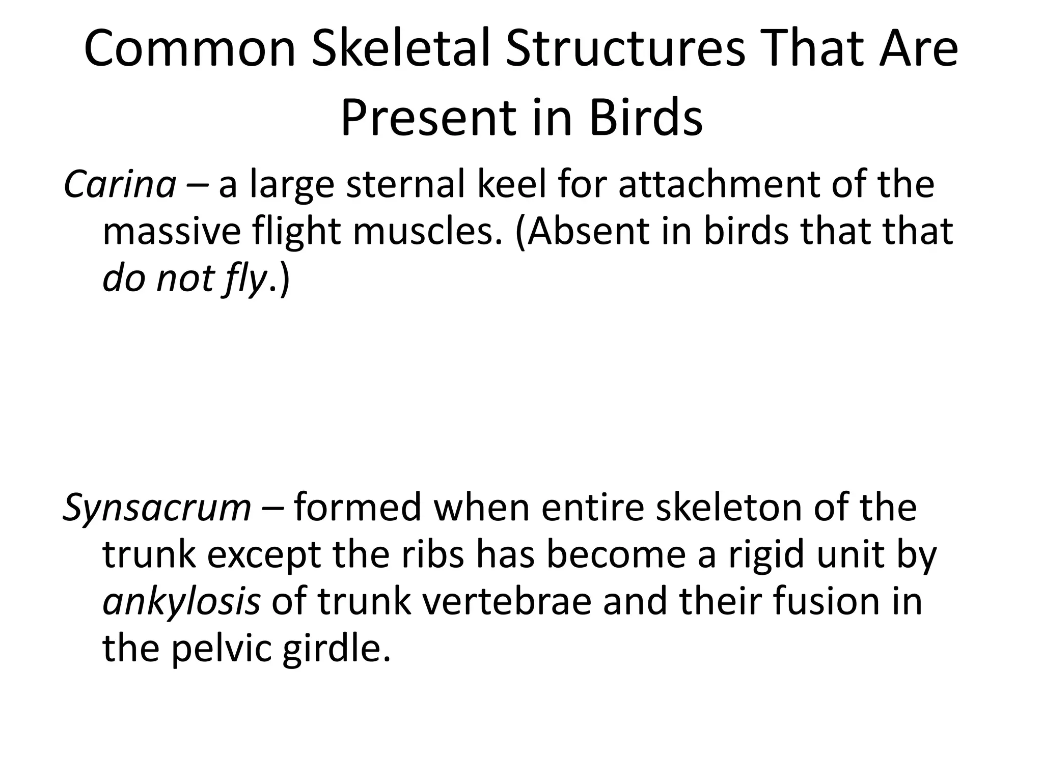 Common Skeletal Structures That Are
Present in Birds
Carina – a large sternal keel for attachment of the
massive flight muscles. (Absent in birds that that
do not fly.)
Synsacrum – formed when entire skeleton of the
trunk except the ribs has become a rigid unit by
ankylosis of trunk vertebrae and their fusion in
the pelvic girdle.
 