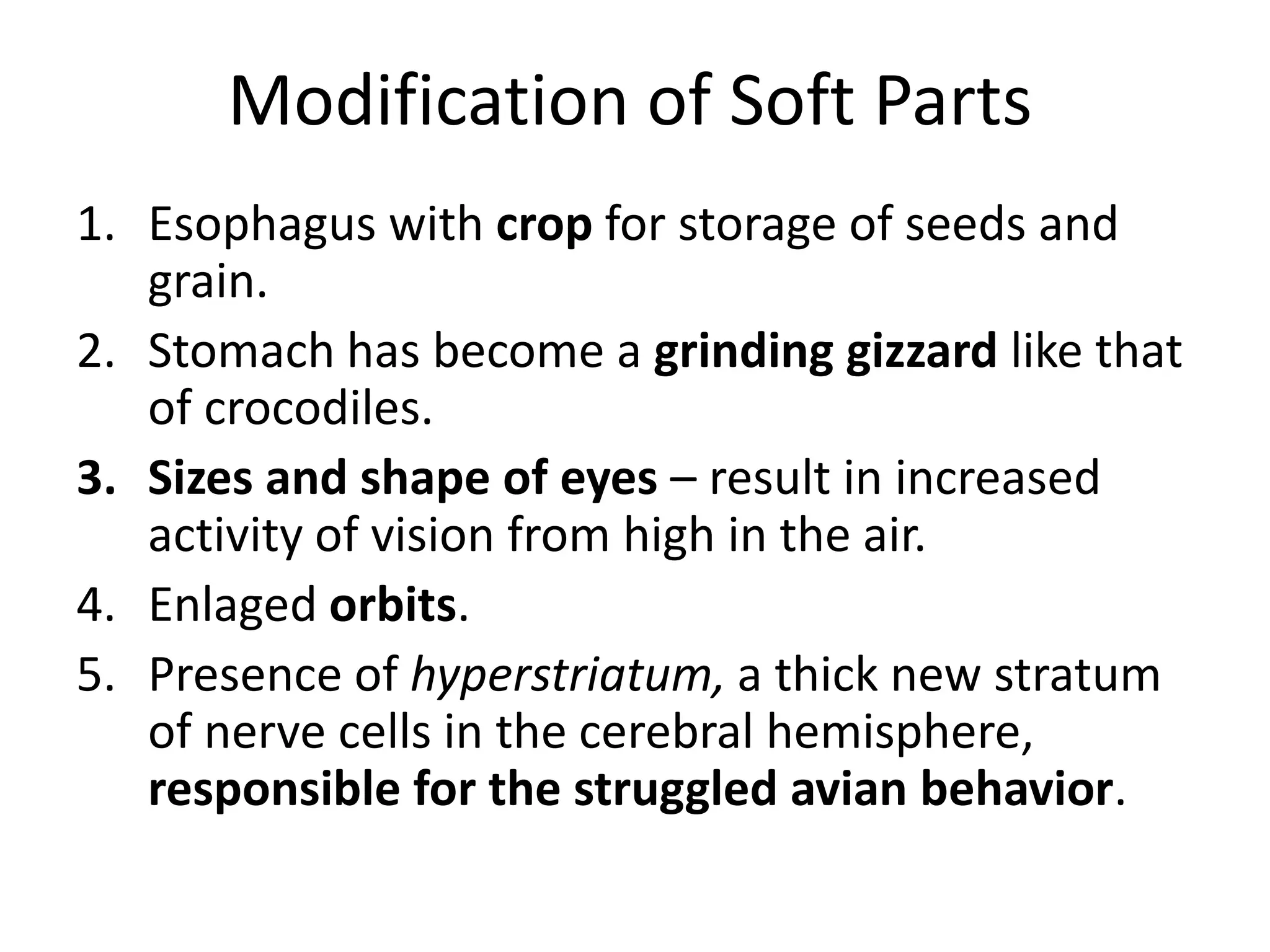 Modification of Soft Parts
1. Esophagus with crop for storage of seeds and
grain.
2. Stomach has become a grinding gizzard like that
of crocodiles.
3. Sizes and shape of eyes – result in increased
activity of vision from high in the air.
4. Enlaged orbits.
5. Presence of hyperstriatum, a thick new stratum
of nerve cells in the cerebral hemisphere,
responsible for the struggled avian behavior.
 