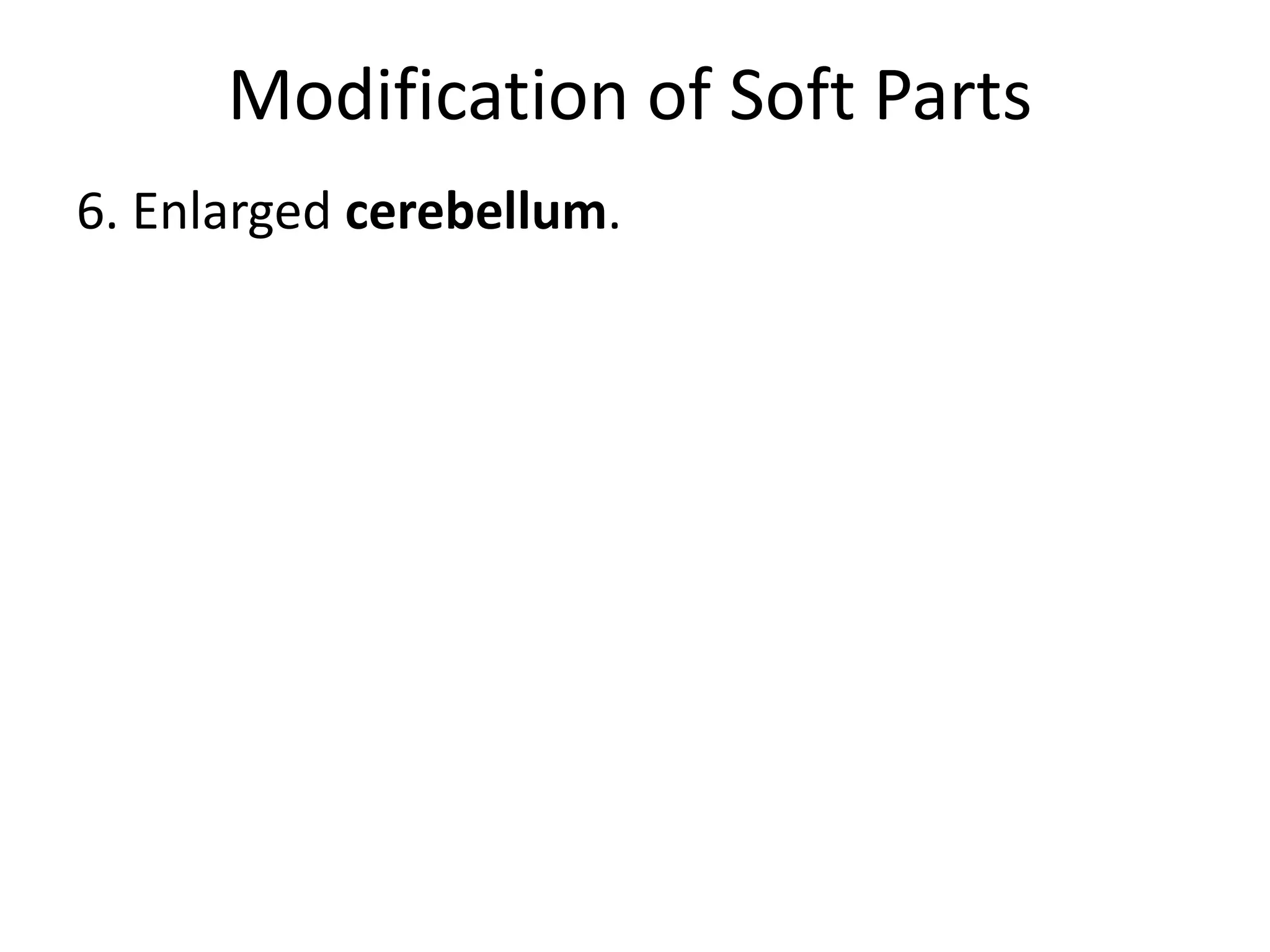 Modification of Soft Parts
6. Enlarged cerebellum.
 